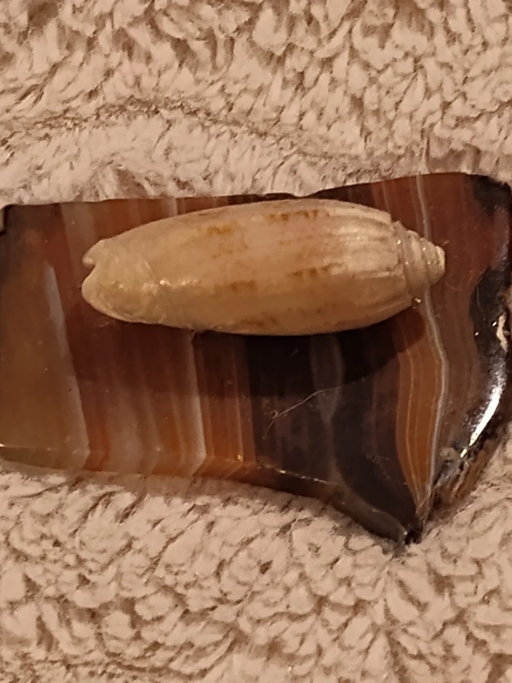 Vintage! Polished Banded Agate Slab with Decorative Lettered Olive Shell